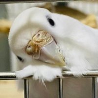 とりのすけ (@pppp_pi_pi) 's Twitter Profile