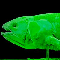 boidfish (@boidfish) 's Twitter Profile