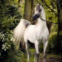 سيف 🇸🇦 (@zx0852) 's Twitter Profile Photo