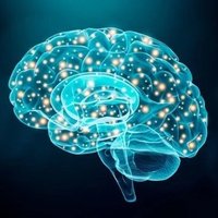Division of Neuroscience (@dns_uom) 's Twitter Profile