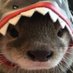 jdn (@pigdah) Twitter profile photo jdn (@pigdah) Twitter profile photo
