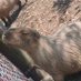 CapybaraOUO (@m3usrx4xkvc1ziu) Twitter profile photo CapybaraOUO (@m3usrx4xkvc1ziu) Twitter profile photo