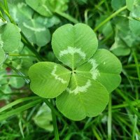 Tamara Rivas #SaveSoil (@tamararnussbaum) 's Twitter Profile Photo Tamara Rivas #SaveSoil (@tamararnussbaum) 's Twitter Profile Photo