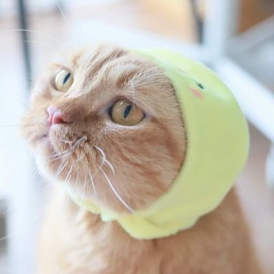 แก้ไข ≠ ล้มล้าง 🐱🐈😽さんのプロフィール画像