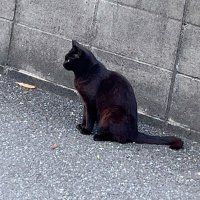 さすらい (@sasurai1234521) 's Twitter Profile