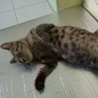 Ali Taufik (@alitaufik1979) 's Twitter Profile