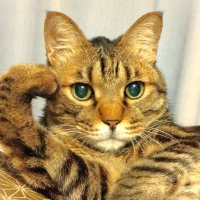 メモや日記用、ニュースも拾います。五月蠅いと思ったらリツイート切ってね。
バイクはPCX150(’16)白と400X(’19)赤。#400X光画部 #400X林道部 #400X帰宅部 所属。カメラはOM-5&OM-1。
世界一かわいいのはうちの猫。