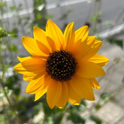 meg6331's profile picture. 元どさんこです。 お酒大好き！ 文系だけど技術系のお仕事してまふ。現在愛知県に住んどります。 がきんちょと一緒に大きく育ちたいと思いやす。ingressは青。ポケモンも青。dqwalk も始めました。
