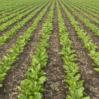 Unhinged Agronomy (@unhagronomy) 's Twitter Profile