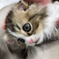 猫ねこ (@takashi8896) 's Twitter Profile