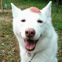 花井かな (@871xiangcai) 's Twitter Profile Photo 花井かな (@871xiangcai) 's Twitter Profile Photo