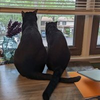 🌻Mmama Llama🌻KarmaCat.org (@mmamallama6) 's Twitter Profile