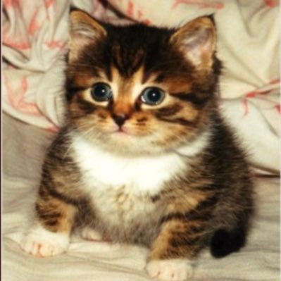 femalecondom777's profile picture. 