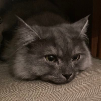 Budda_Ruta's profile picture. フラシ TOP8×6，優勝2 (9回参加) ばべるぼぶるに5-2勝率8割はあります