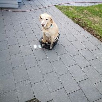 TLehmenkuehler's profile picture. 