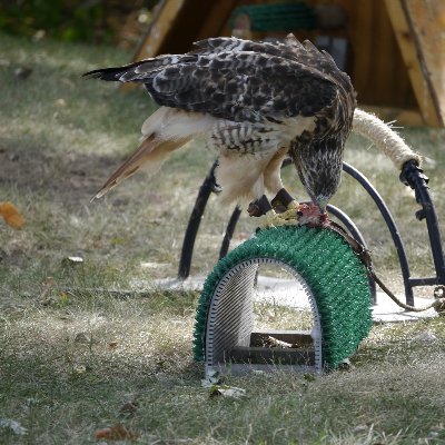 CL_teaches's profile picture. 