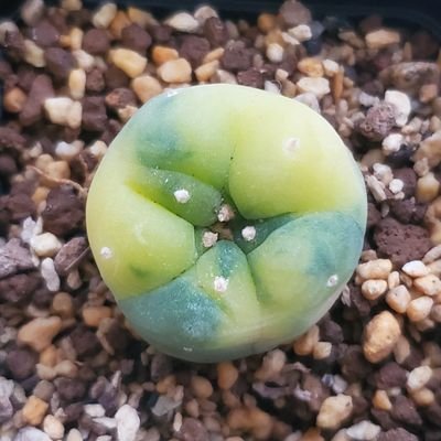 poisonousgr's profile picture. ロフォフォラとアストロフィツムが好き。ハオルチアと中華コンテンツも好き。かわいいものがとにかく大好き