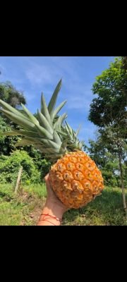 SingCer0's profile picture. Ccs