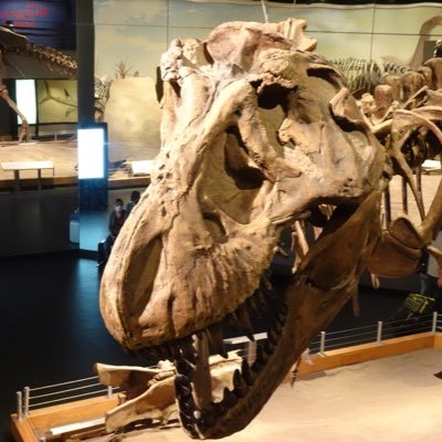 🇯🇵Dinosaur Paleontological Science Talent/Volunteer of The Dino Lab at the University of Alberta(March.2020)/Tyrannosaur, Ceratopsia, Museology, etc.