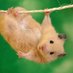 Evil Hamster (@realevilhamster) Twitter profile photo Evil Hamster (@realevilhamster) Twitter profile photo