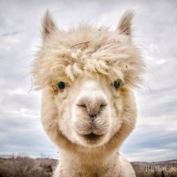 Ben | Oscurosol (@realoscurosol) 's Twitter Profile