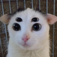 sillies (@sillytwt_) 's Twitter Profile