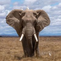 Animal Wonders(@AnimalWonders1) 's Twitter Profile Photo