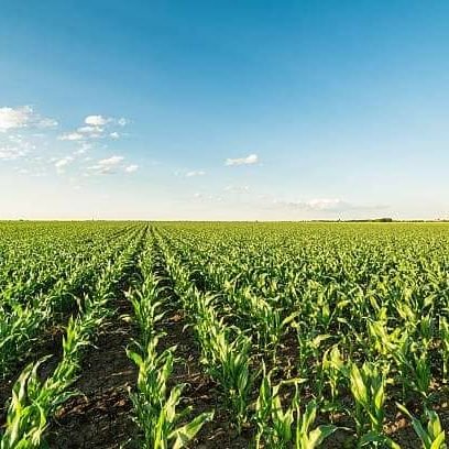 BelizaireE5520's profile picture. 