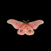 em ᰔᩚ (@ghstfieurs) 's Twitter Profile Photo