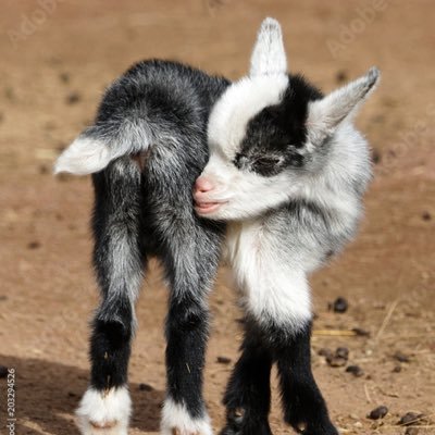 ____hbc's profile picture. the number one foxiest sweetheart honk honk awoooooga doing show business and being kind to animals / @ohgoodmorn