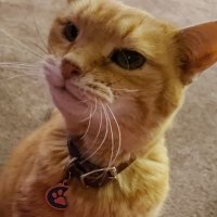 🐈😭😭(@questella) 's Twitter Profile Photo