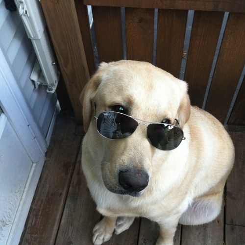 sharit908's profile picture. 