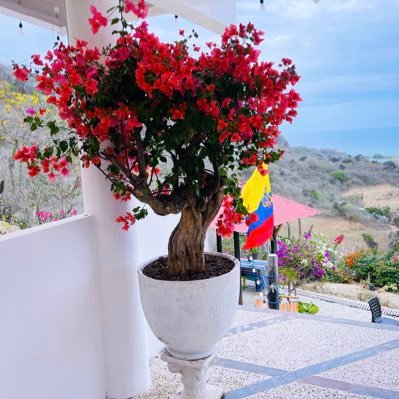 Buganvilla_yMar's profile picture. A story about bougainvillea.