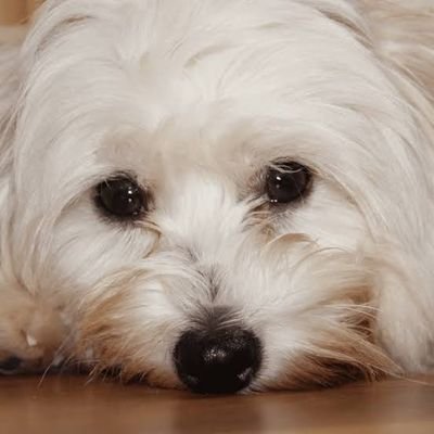AngelinaMald1ta Profile Picture