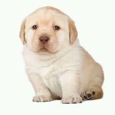 RandomOkaoka's profile picture. Mileista