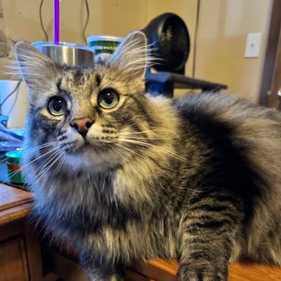 BillyisAFreeMan's profile picture. I like the Colts, Cardinals, Blues, Fighting Illini and a couple of other people.