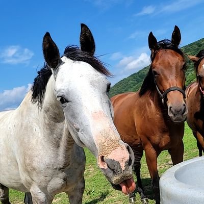 生産育成牧場勤務　🟥⬛️🦉、🦁の民

一口馬主もやってます🐴

門別の重賞馬ストリームくんの名付け親

台湾🇹🇼独立万歳(スパム対策)

※ツイートは全て個人の感想です