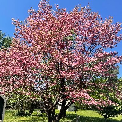 HonorHavoc's profile picture. 