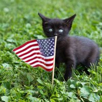 AmeriKat MAGA USA (@amerikat_333) 's Twitter Profile Photo AmeriKat MAGA USA (@amerikat_333) 's Twitter Profile Photo