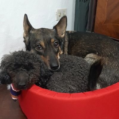 elgordo_cavs's profile picture. Club Atletico Velez Sarsfield. Familia, amigos. El Farsa. D10S. Messi.