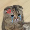 Axriest23's profile picture. ・✧*・゚🌸༉‧₊˚.✯𓆩ᥫ᭡𓆪🎧*・゚✧*・゚🌷༉‧₊.ੈ✩‧₊˚