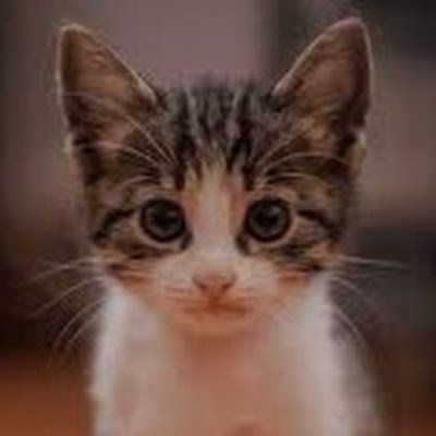 ReadingTomato99's profile picture. 