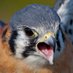 Little Bird (@craykestrel) Twitter profile photo Little Bird (@craykestrel) Twitter profile photo