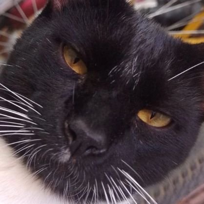 piryliqui's profile picture. 