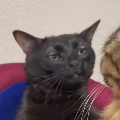 SrijbongT's profile picture. 