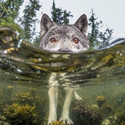 Wolf & Wilderness Defender I STAND FOR WOLVES Dog Human ^~^WestieLuv! 🌈❤️🩹#BanPuppyMills #AdoptRescue #KillTheTrade #RafaelNadal🐐💪🏼#VOTEBLUE💙🇺🇦🌻💪