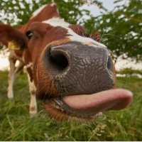 a cow named Colin(@NikH51674772) 's Twitter Profile Photo