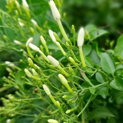 saskannan's profile picture. 