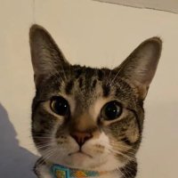 surrikey (@surrikey) 's Twitter Profile Photo