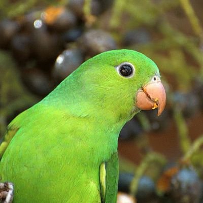 🦜100% Palmeiras 🇳🇬 , Abelismo puro🙏, perfil dedicado ao alviverde imponente e zoar os demais😁. Sou torcida que canta e vibra 💚 e Chupa curíntia 😜🇳🇬🦜